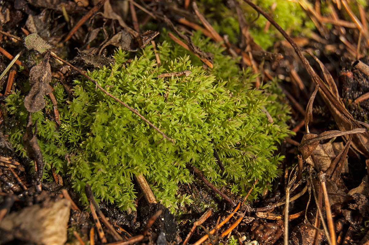 Изображение особи отдел Bryophyta.