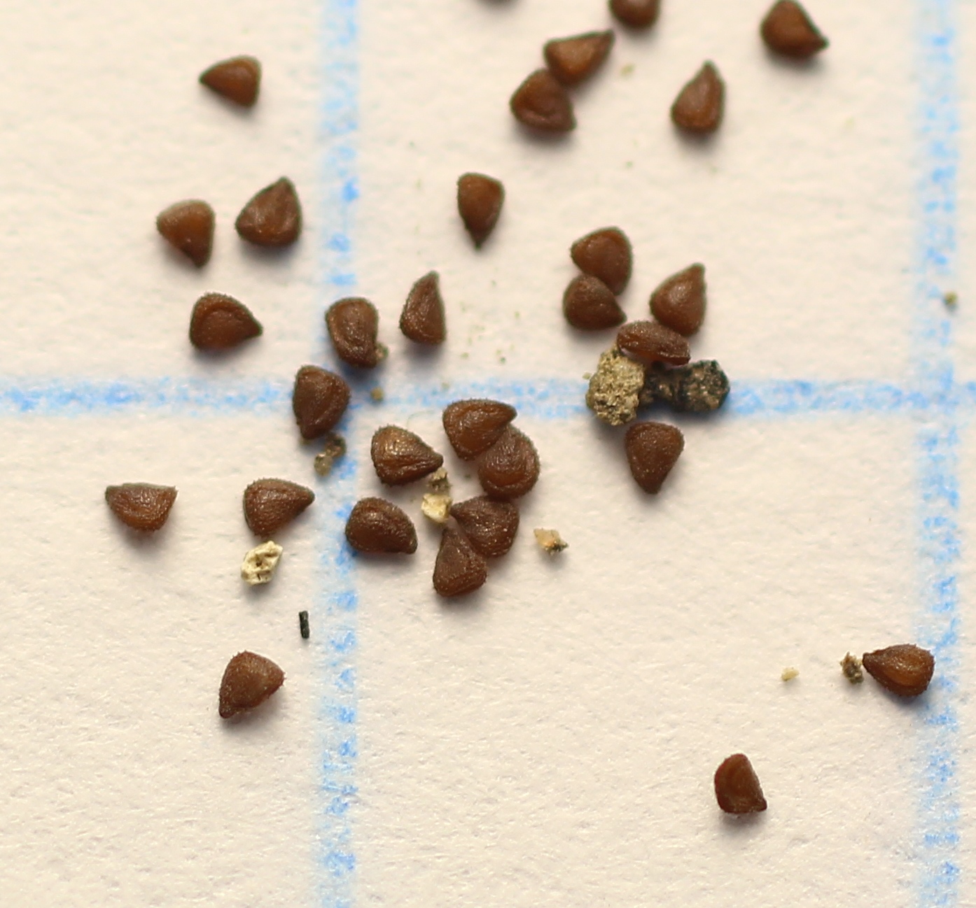 Image of Spergularia rubra specimen.