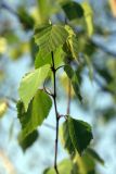 Betula pendula