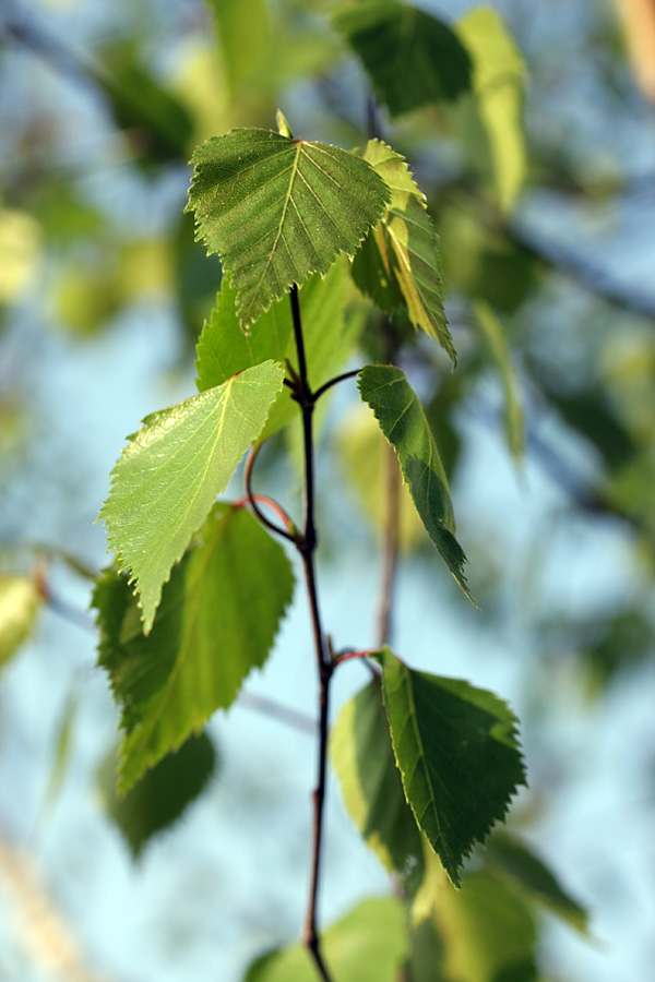 Изображение особи Betula pendula.