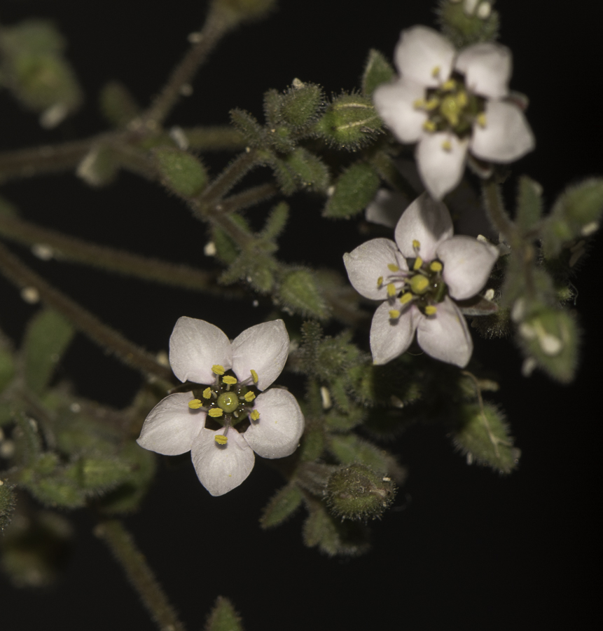 Изображение особи Minuartia geniculata.