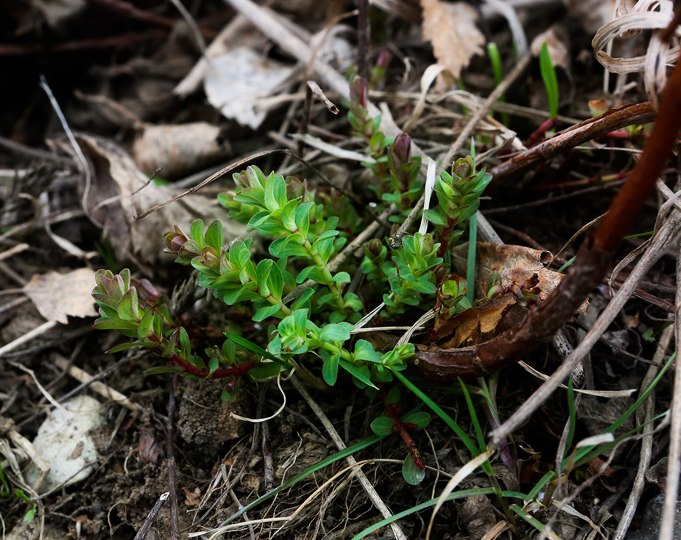 Изображение особи Hypericum perforatum.