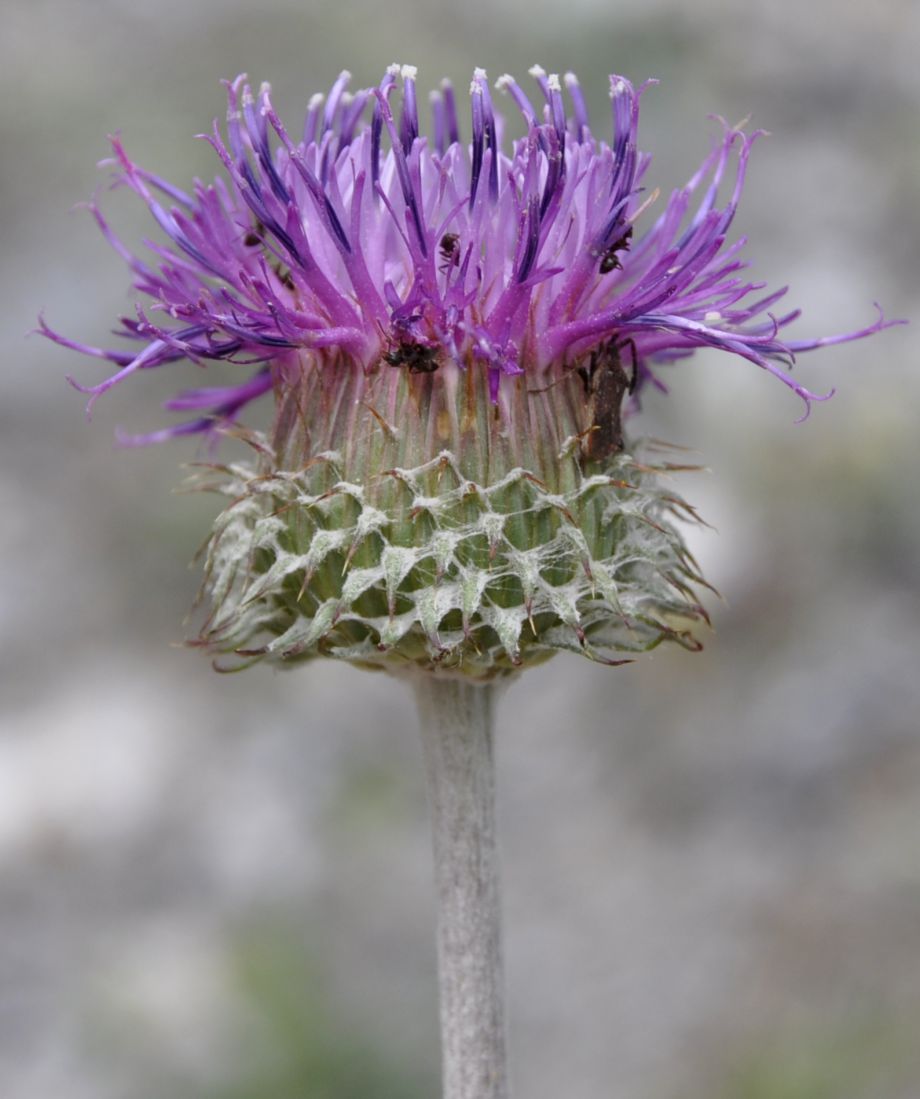 Image of Jurinea mollis specimen.