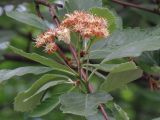 Sorbus takhtajanii. Побег с отцветающим соцветием. Москва, ГБС РАН, в культуре. 23.05.2018.