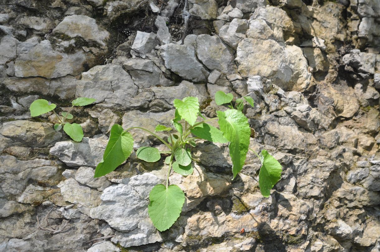 Image of Campanula pendula specimen.