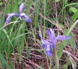 Iris ruthenica