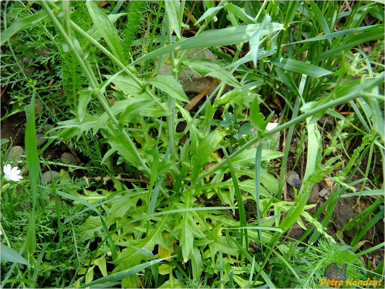 Image of Capsella bursa-pastoris specimen.