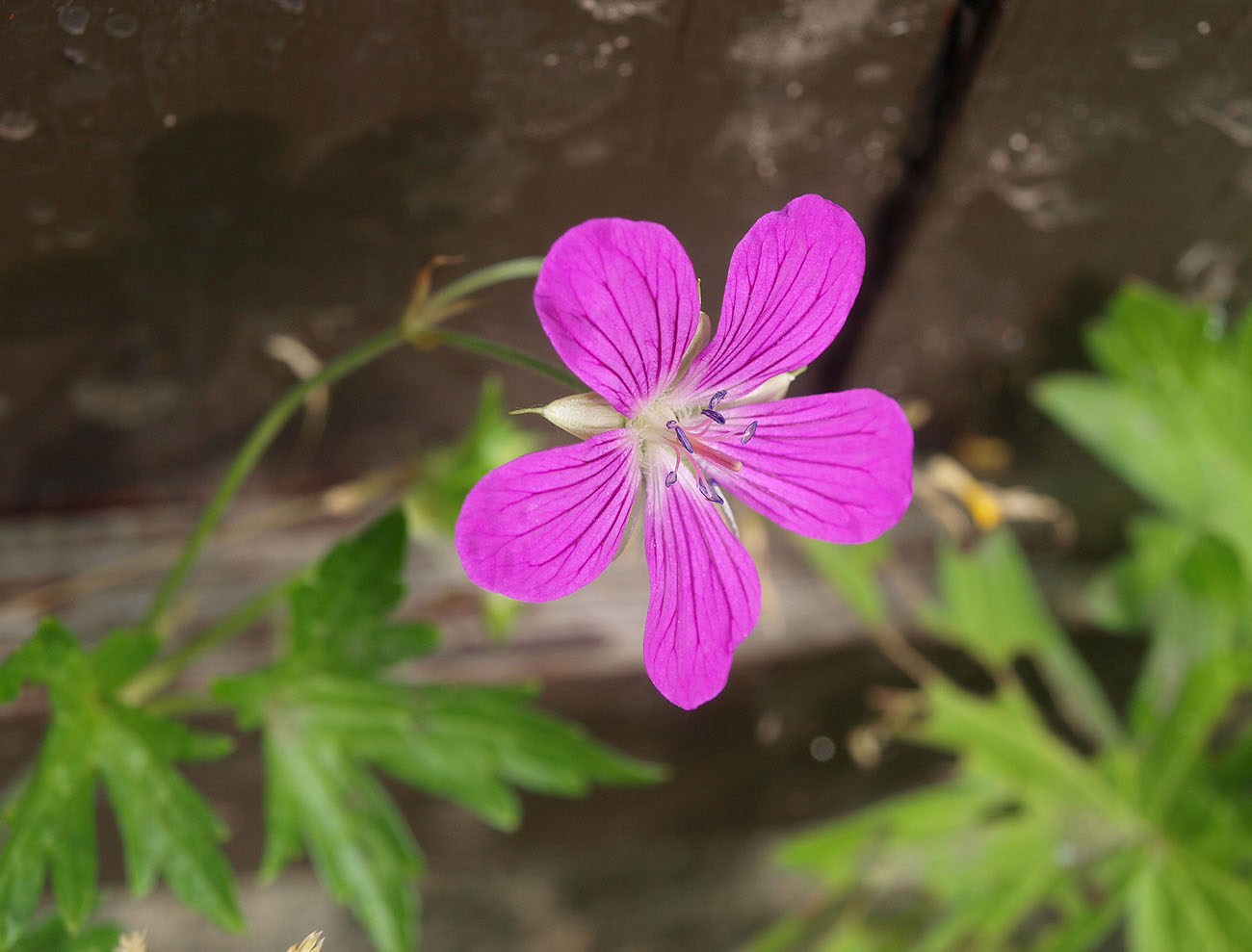 Image of Geranium palustre specimen.