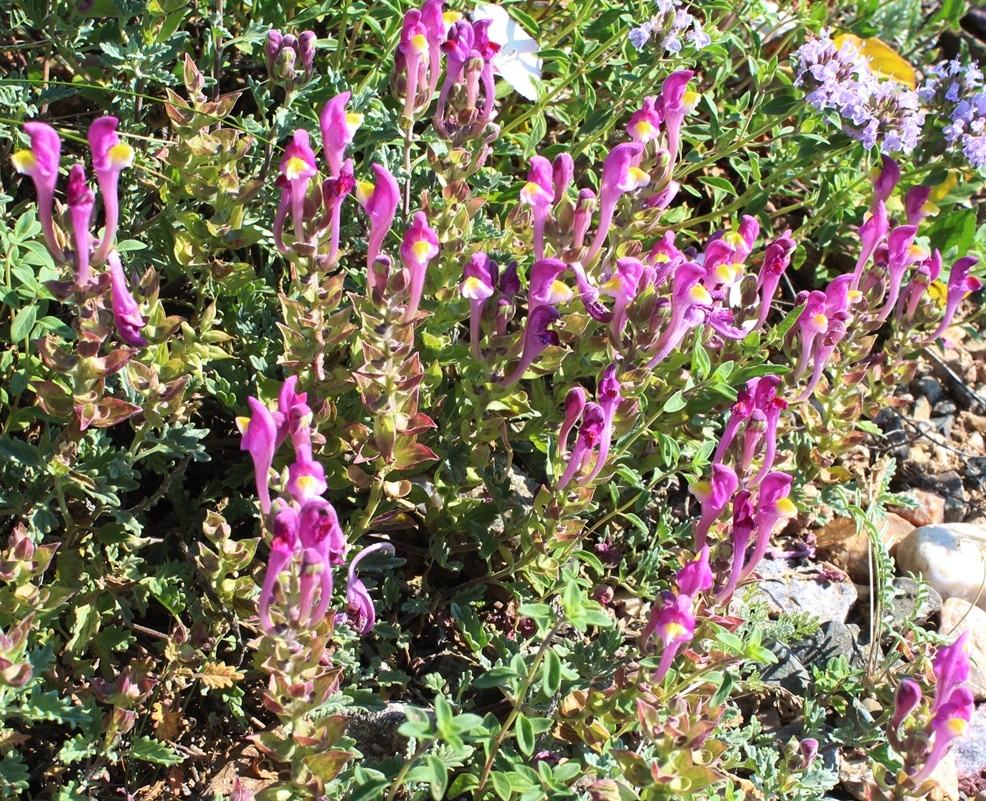 Image of Scutellaria turgaica specimen.