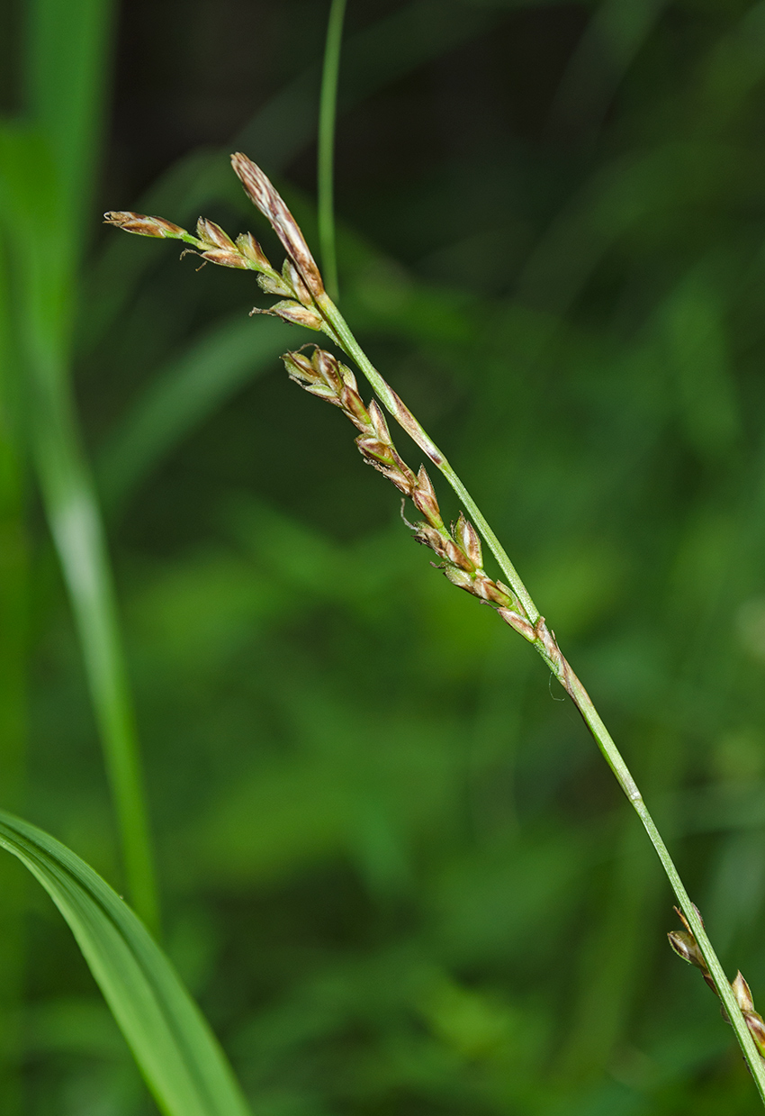 Изображение особи Carex digitata.