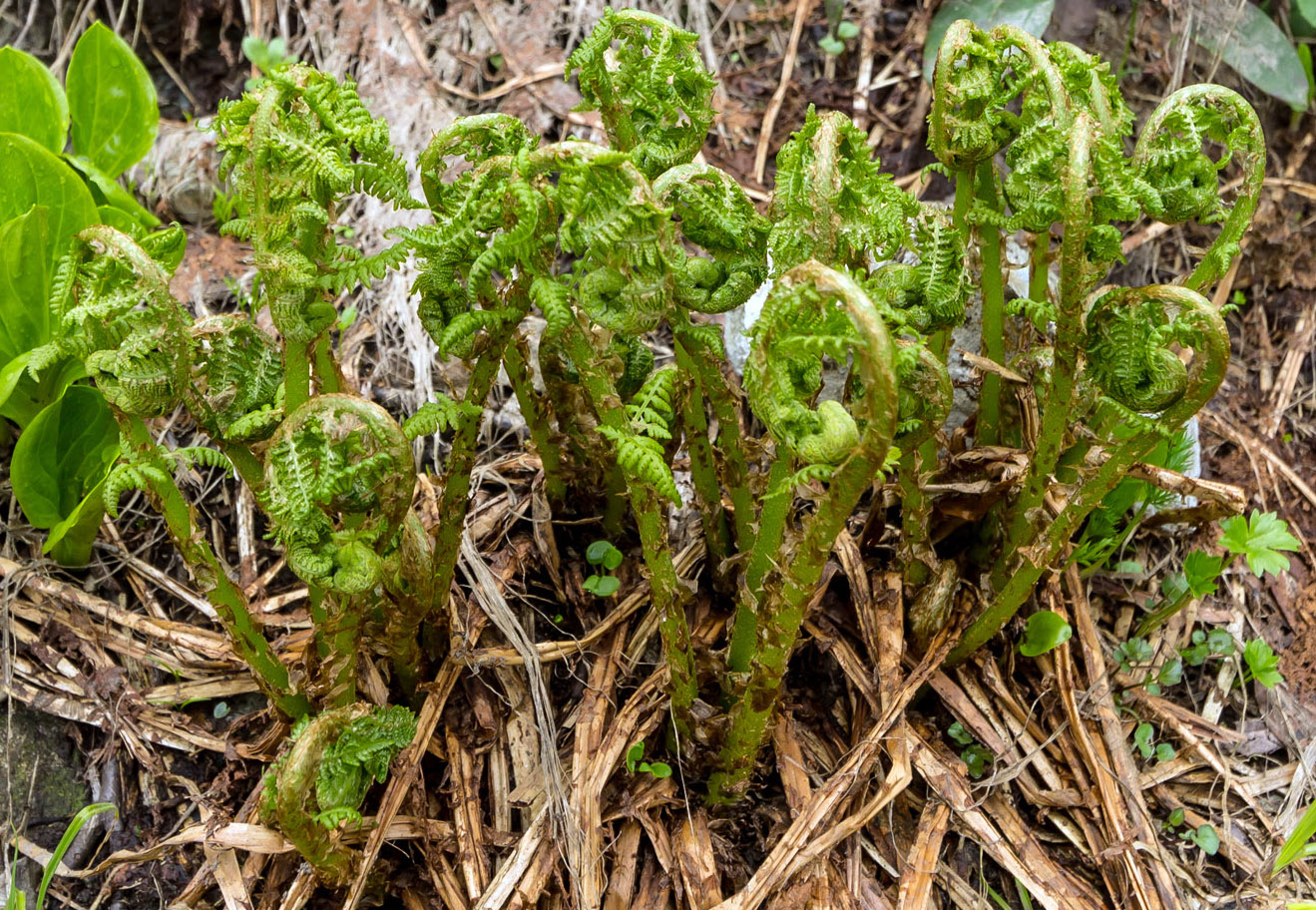 Image of Athyrium filix-femina specimen.