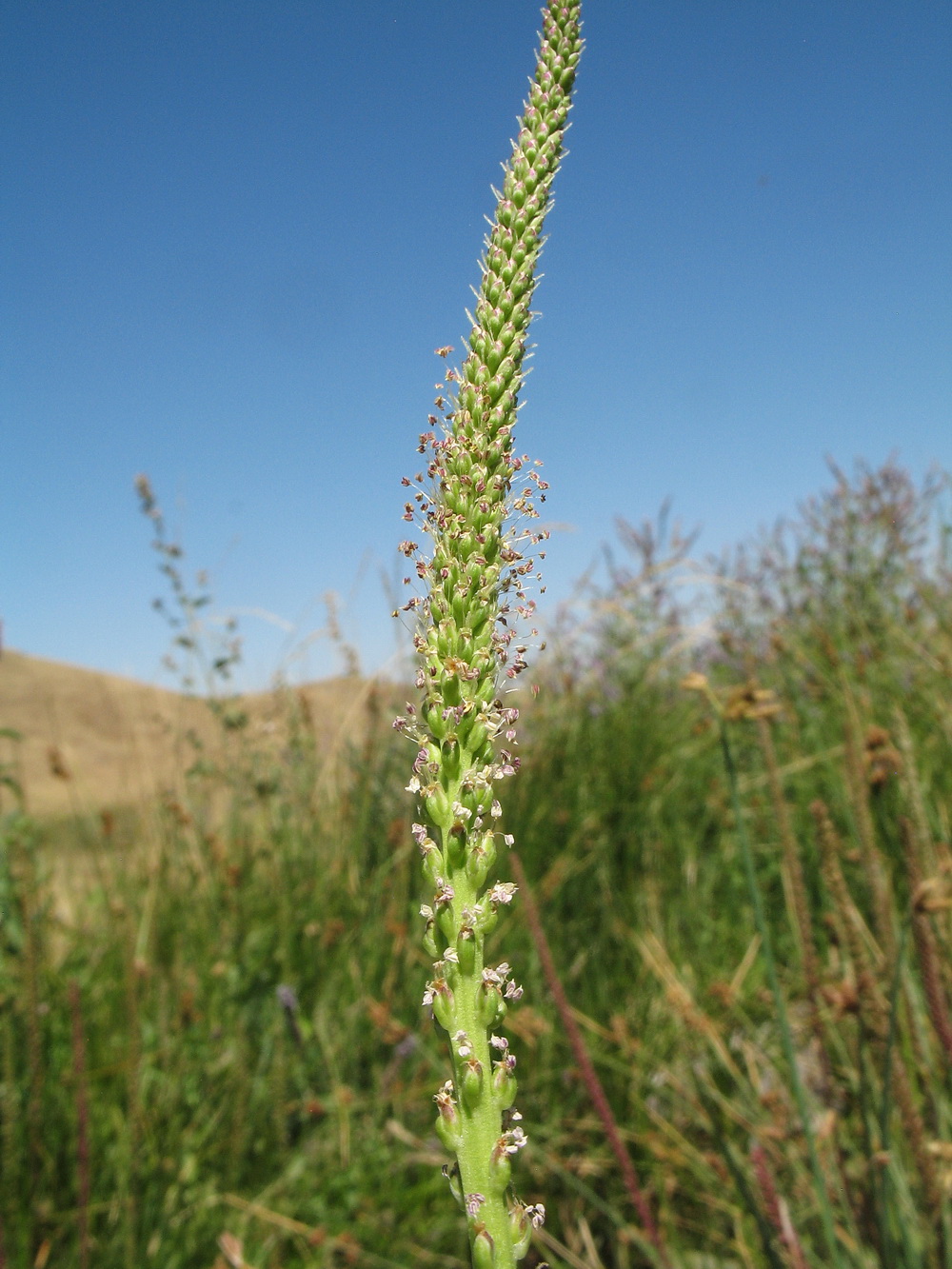 Изображение особи Plantago major.