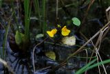 Utricularia australis