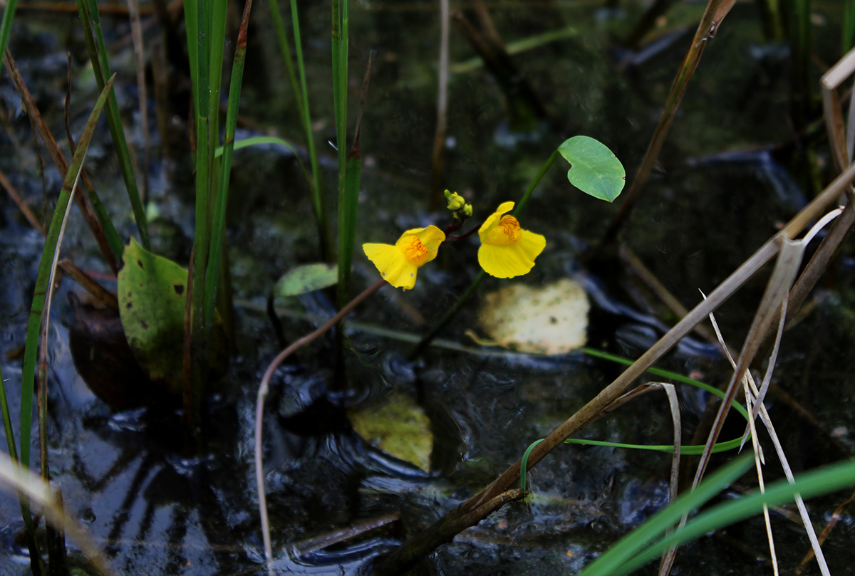 Изображение особи Utricularia australis.