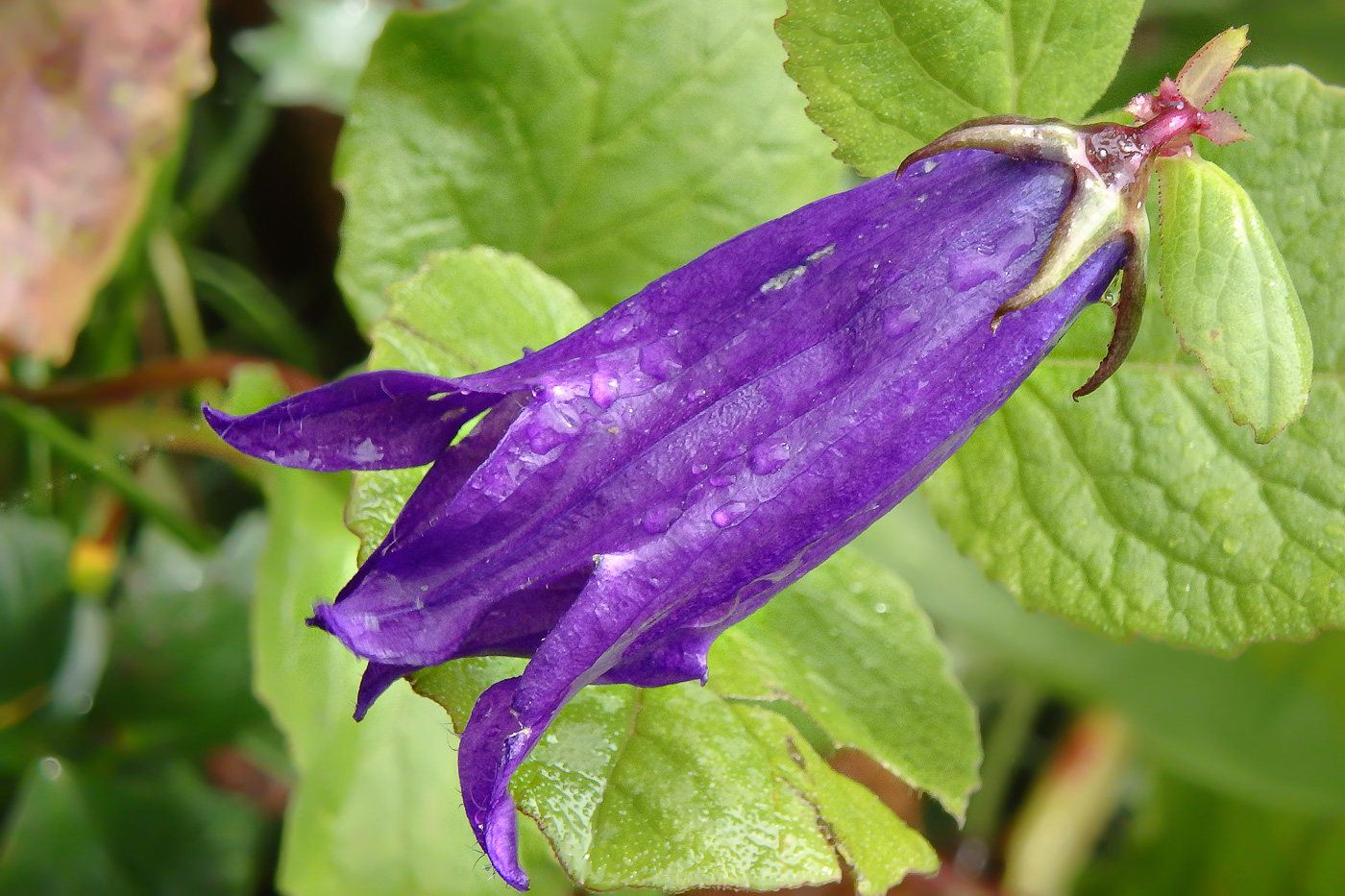 Image of Campanula latifolia specimen.