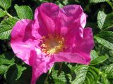 Rosa rugosa