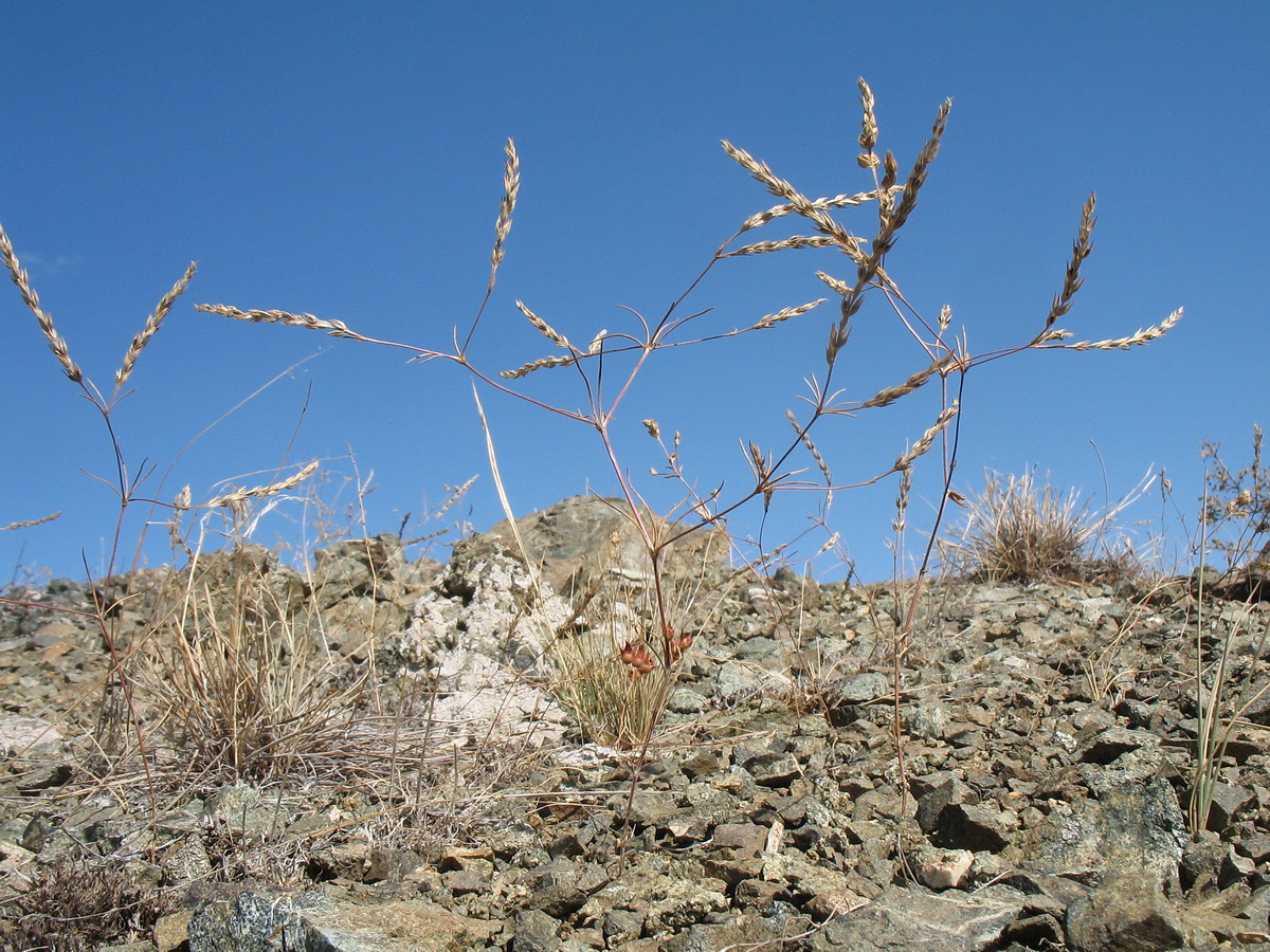 Изображение особи Crucianella exasperata.