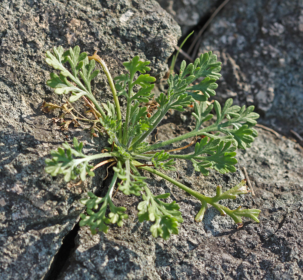 Изображение особи Artemisia aurata.