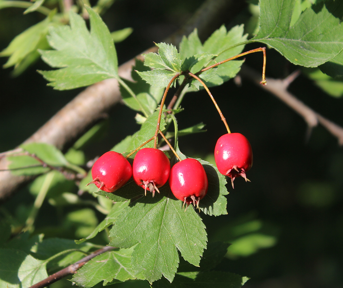 Изображение особи род Crataegus.