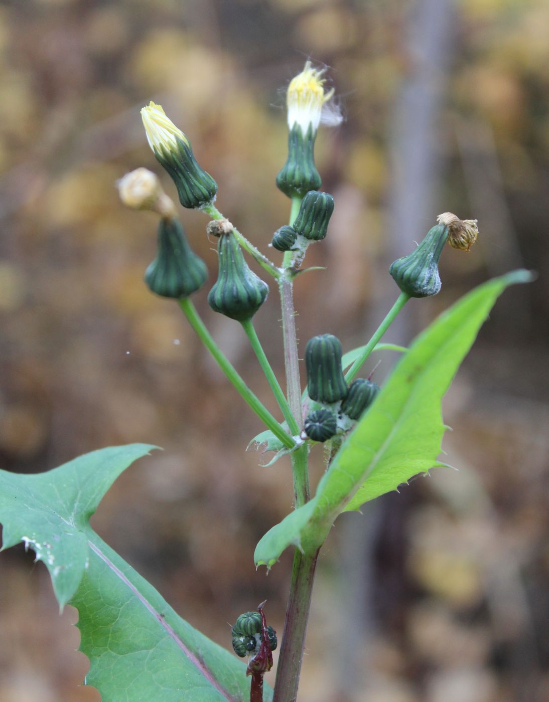 Image of Sonchus oleraceus specimen.