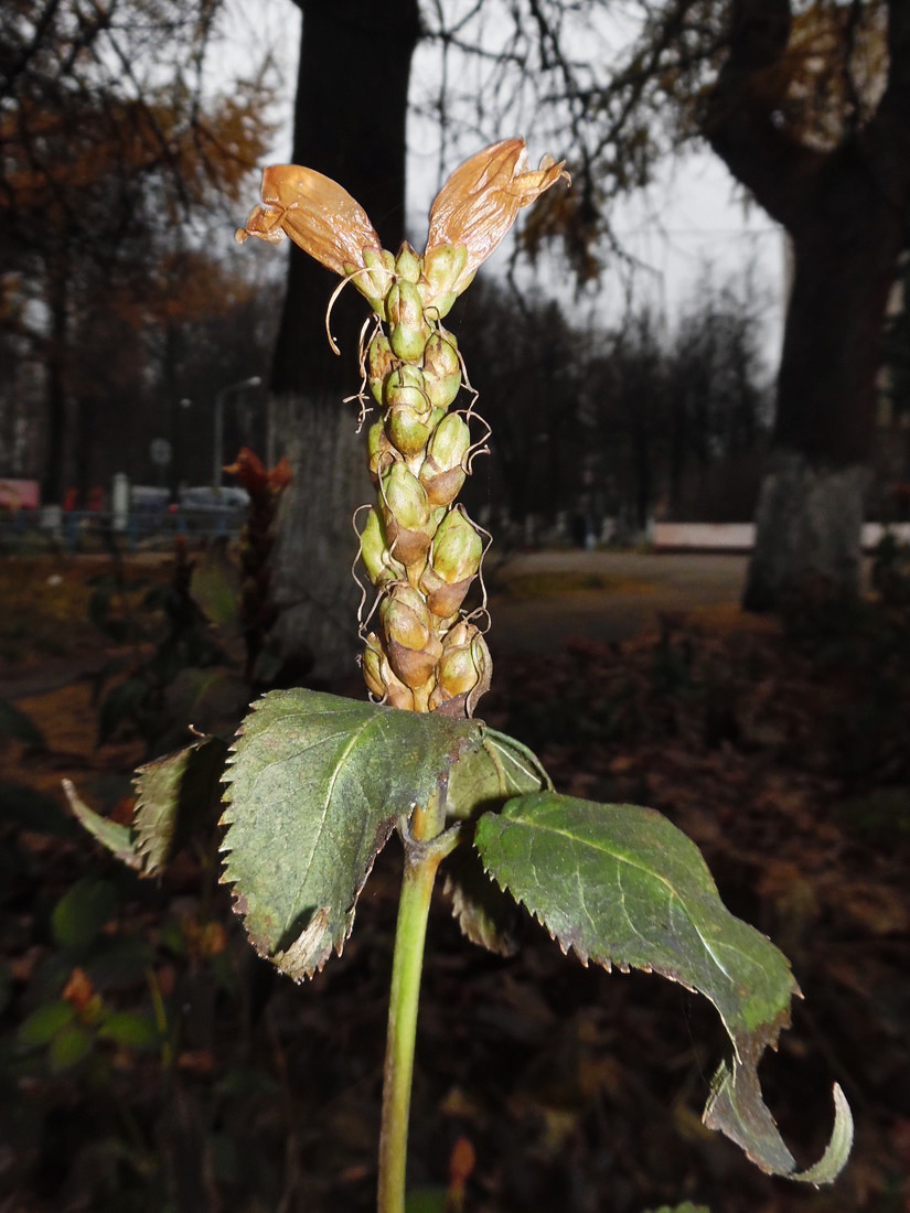 Image of Chelone obliqua specimen.