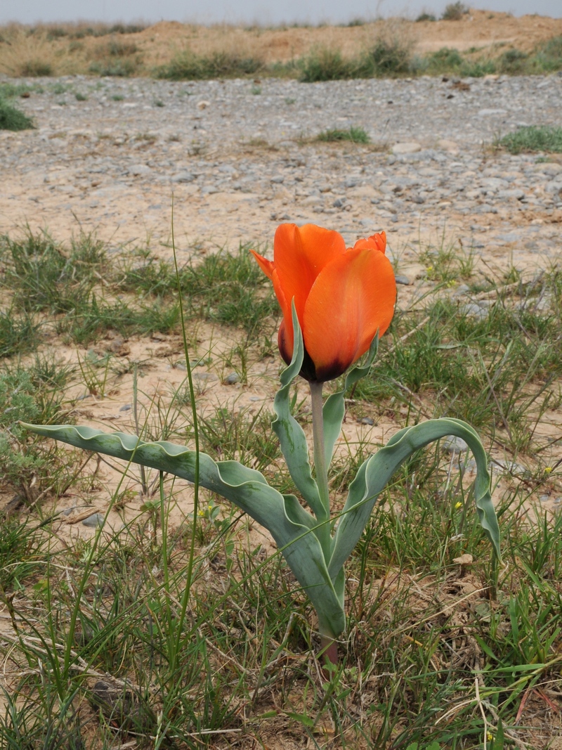 Image of Tulipa borszczowii specimen.