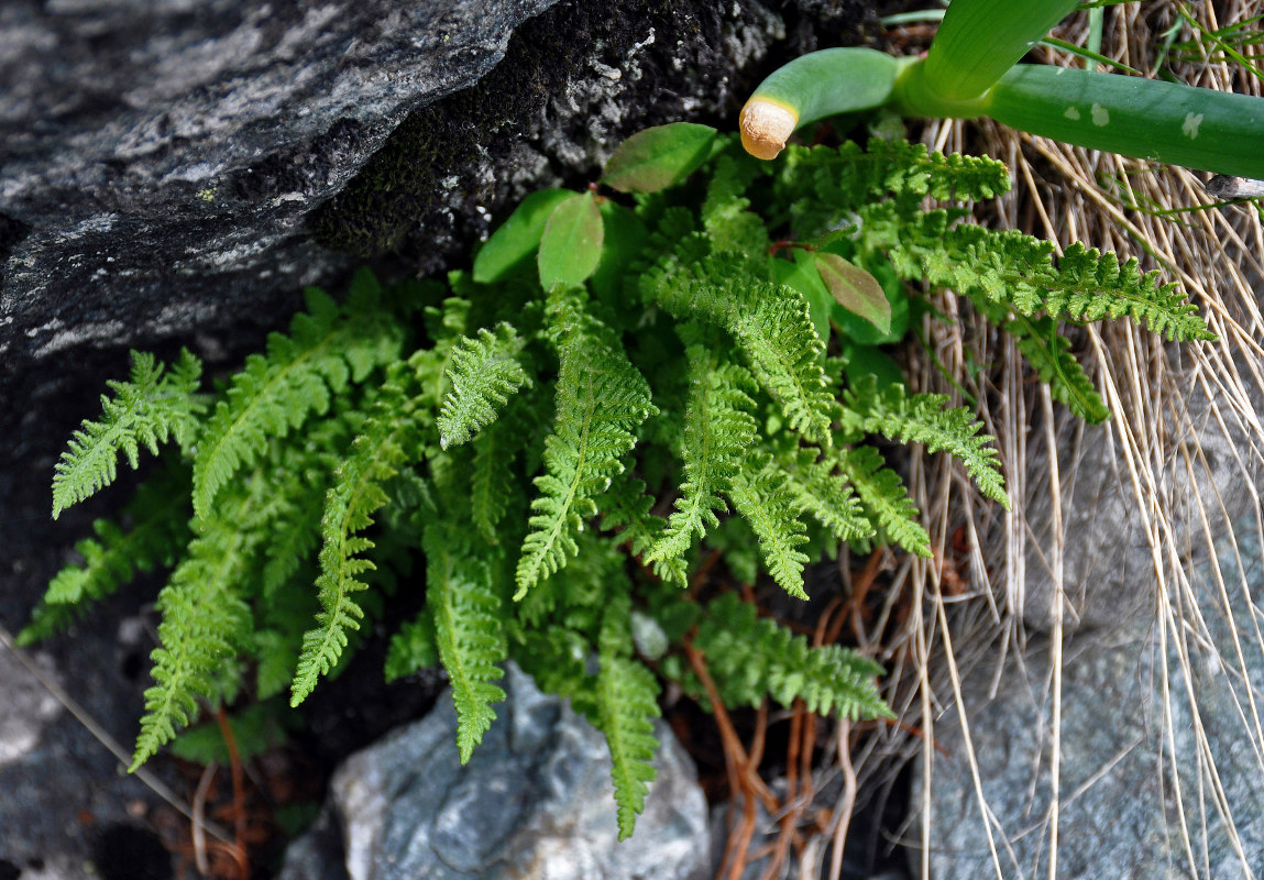 Image of Woodsia ilvensis specimen.