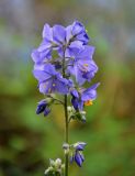 Polemonium caeruleum