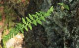 Woodsia ilvensis