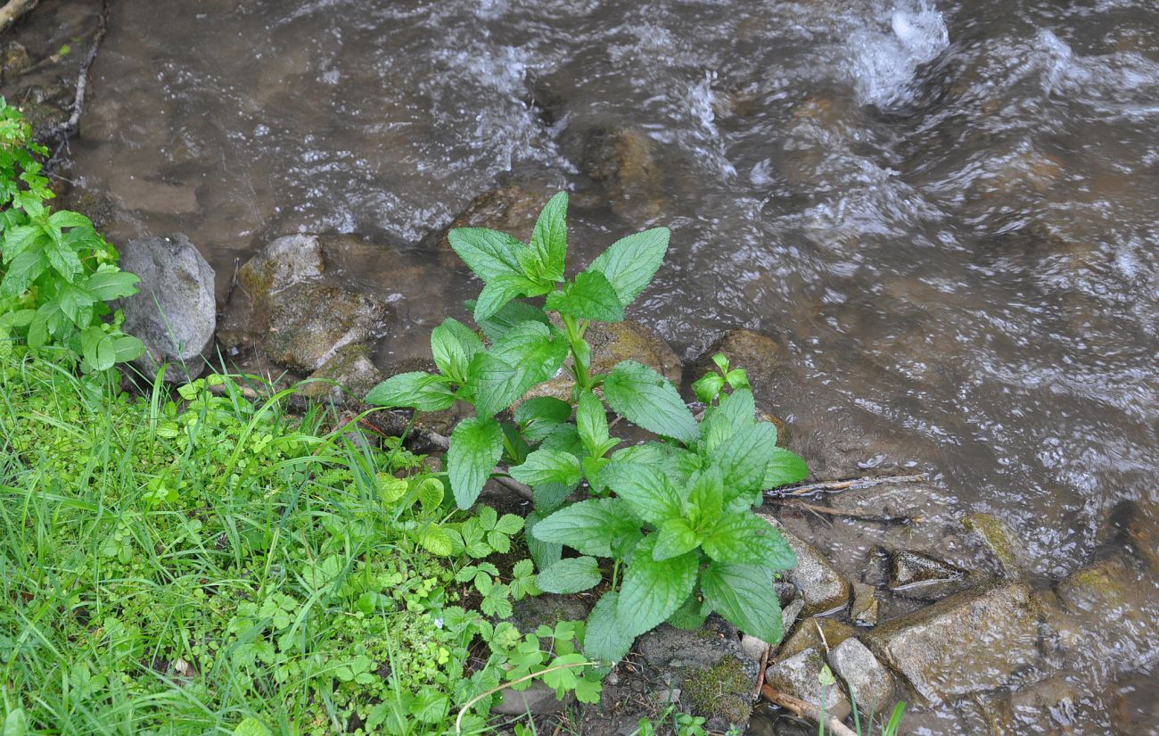 Image of Scrophularia umbrosa specimen.