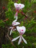 Pelargonium crispum