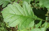 Crataegus sanguinea. Лист молодого растения. Башкирия, окр. Белорецка, гора Мраткина. Сосновый лес. Вторая декада июня.