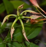 Gloriosa superba