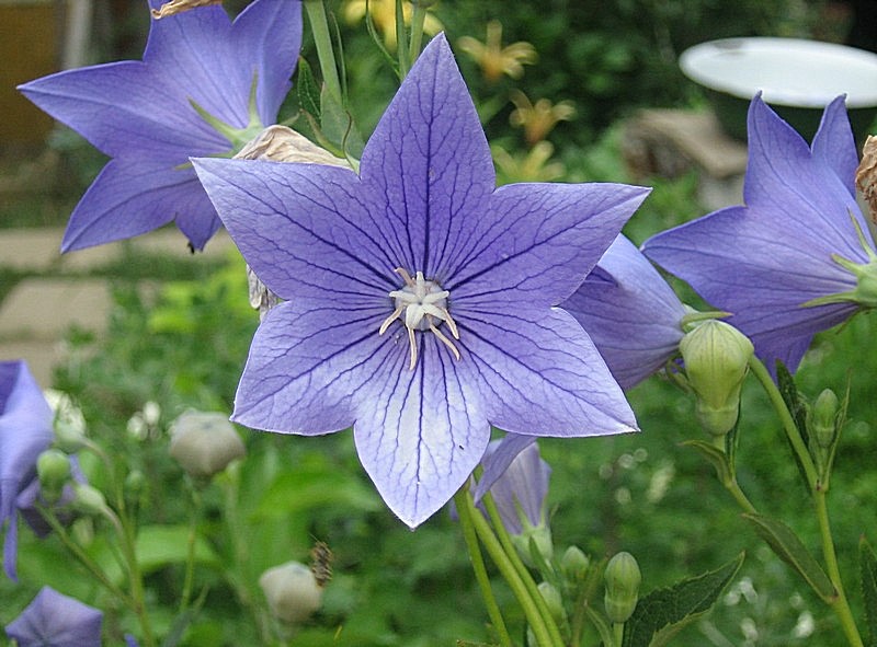 Image of Platycodon grandiflorus specimen.