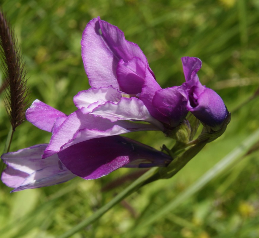 Изображение особи Gladiolus tenuis.