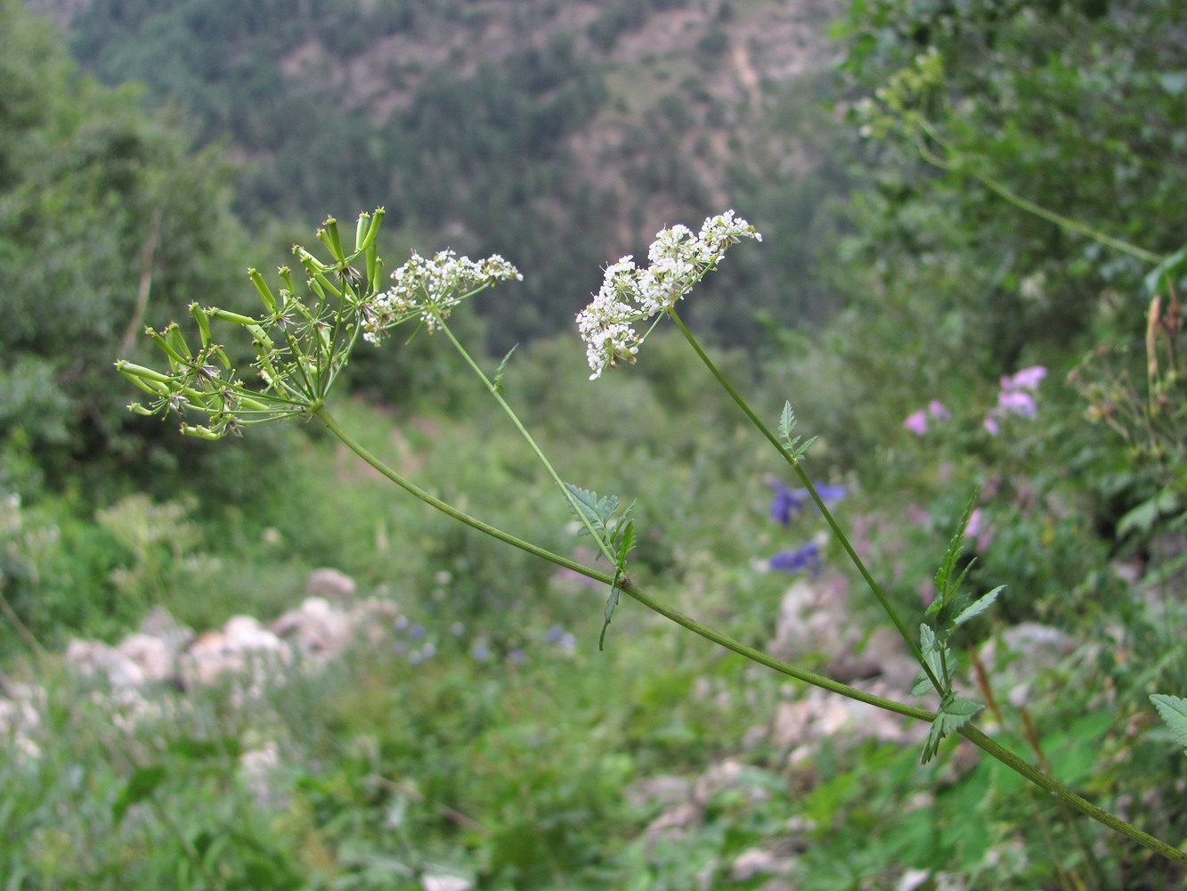 Изображение особи Chaerophyllum aureum.