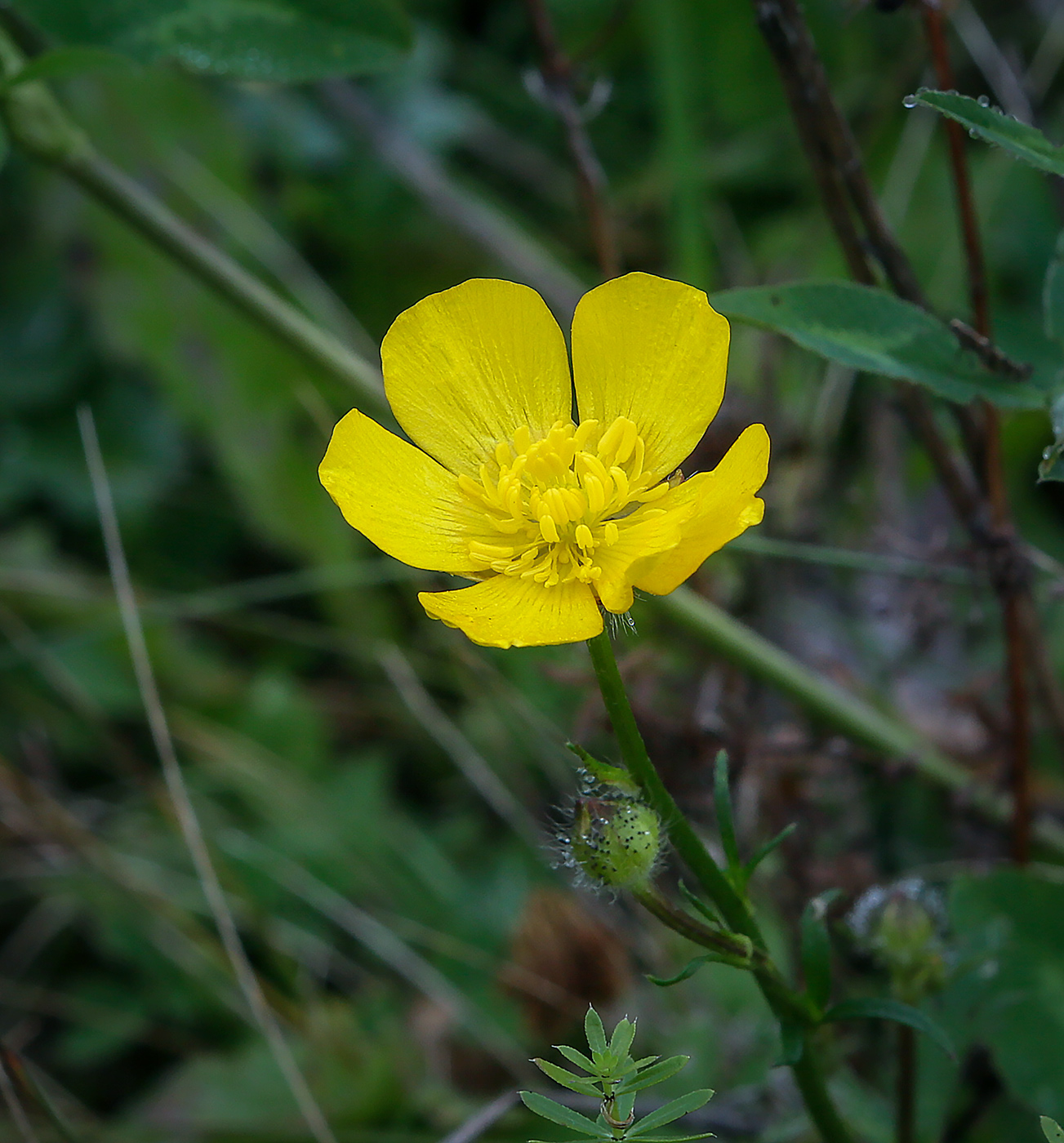 Image of Ranunculus polyanthemos specimen.