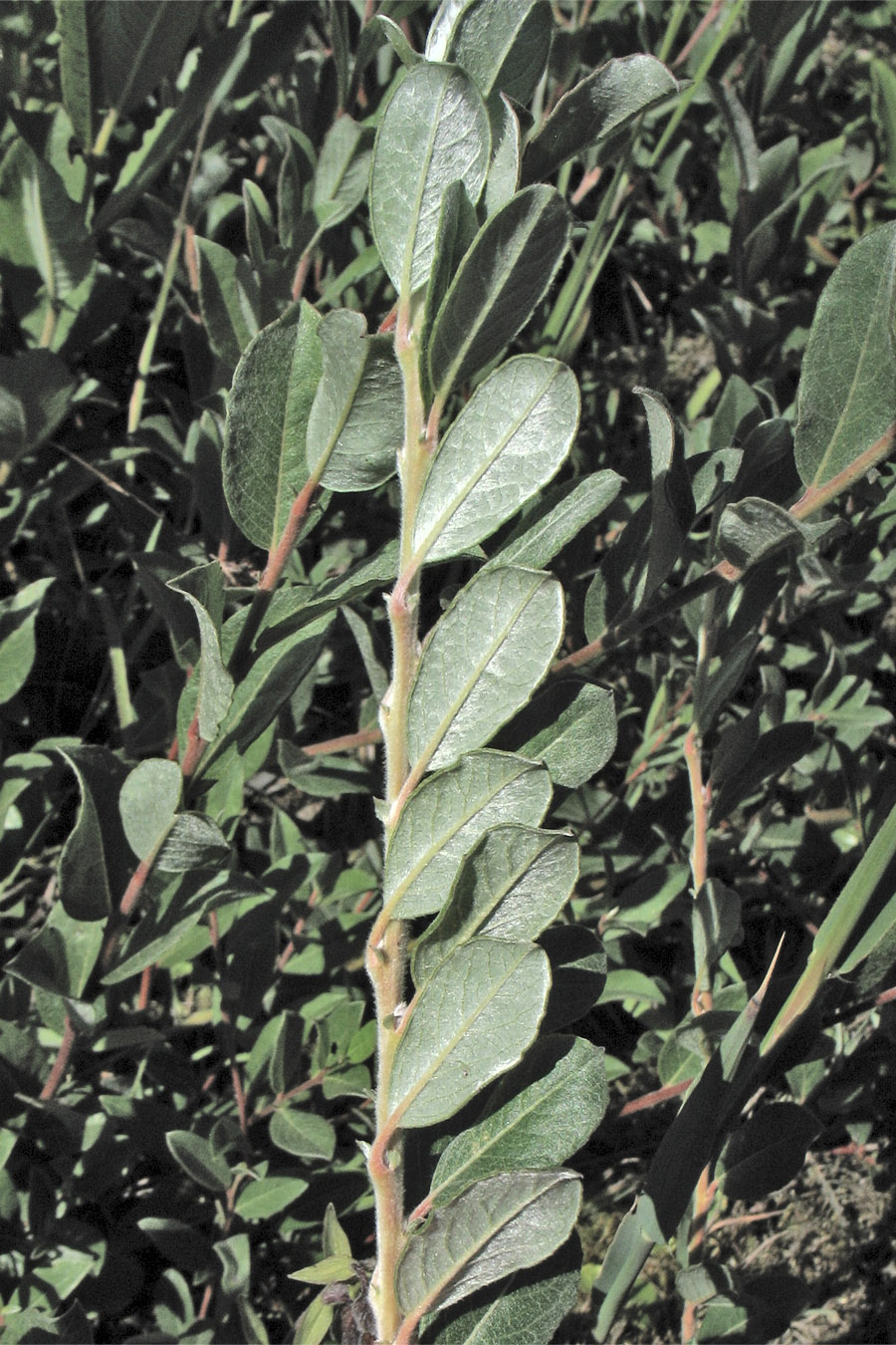 Image of Salix repens specimen.