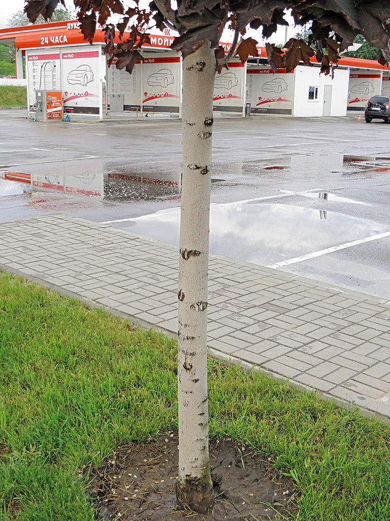 Image of Acer platanoides specimen.