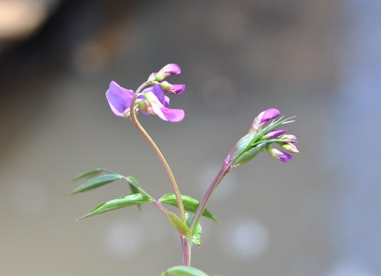 Image of Lathyrus vernus specimen.