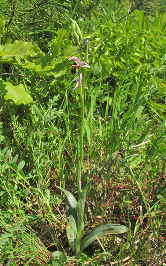 Image of Ophrys oestrifera specimen.