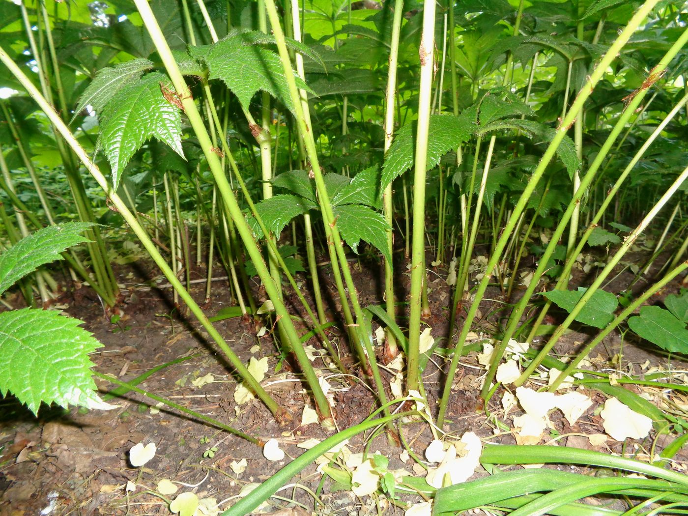 Изображение особи Rodgersia podophylla.