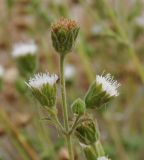 Pterocephalus multiflorus