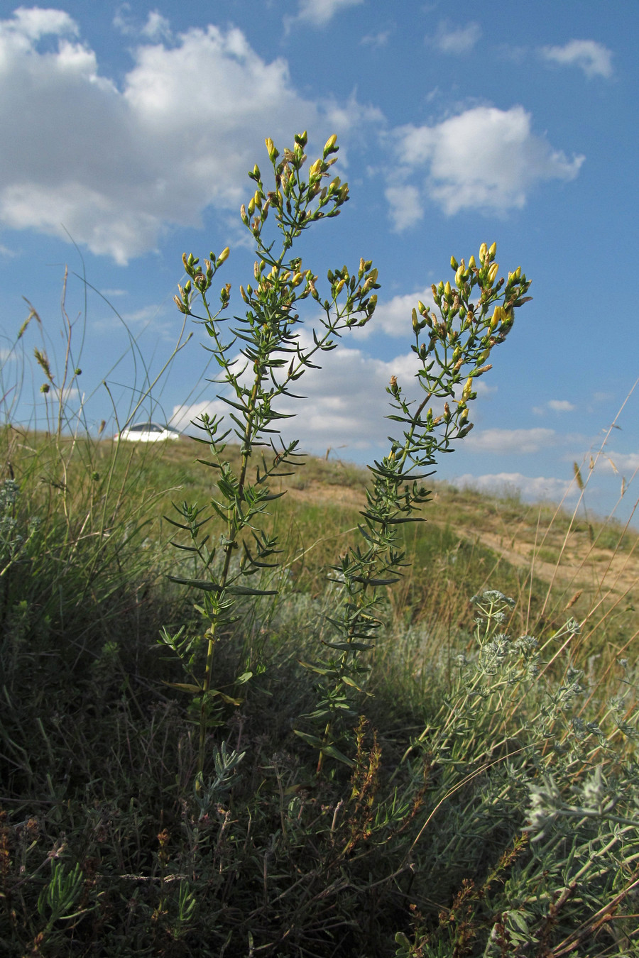 Изображение особи Hypericum elegans.