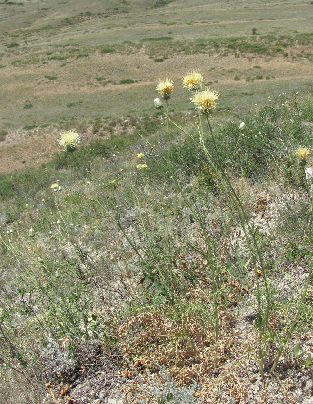 Image of Rhaponticoides razdorskyi specimen.