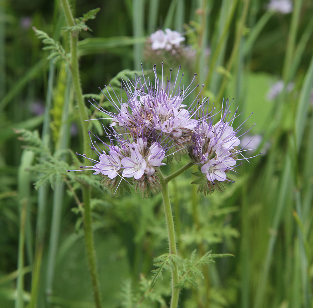 Image of Phacelia tanacetifolia specimen.