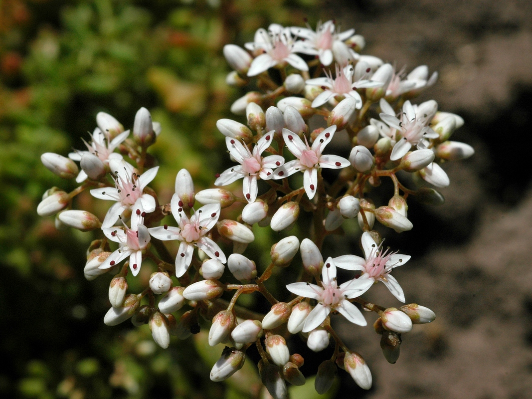Image of Sedum album specimen.
