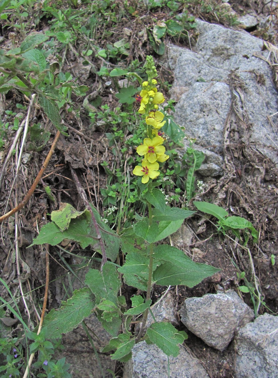 Image of Verbascum marschallianum specimen.