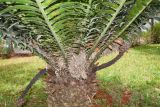 Encephalartos hildebrandtii