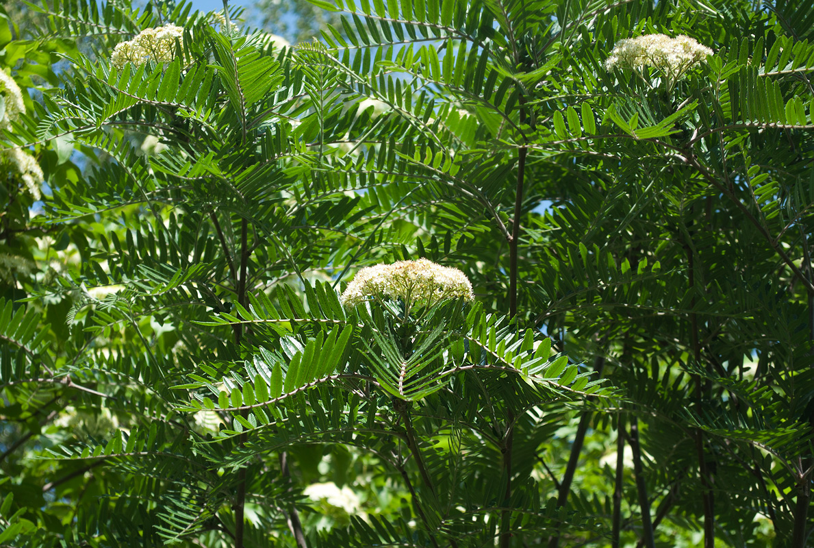 Изображение особи Sorbus scalaris.